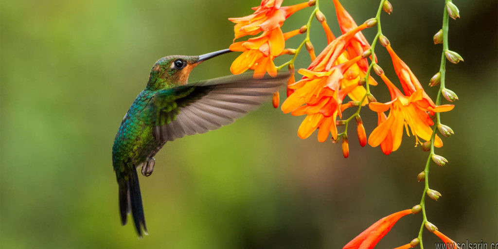 when do hummingbirds fly south for the winter