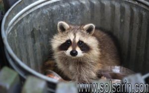 how many species of raccoons are there?