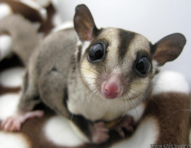 are sugar gliders legal in new jersey