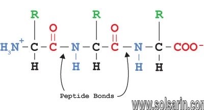 what links amino acids together