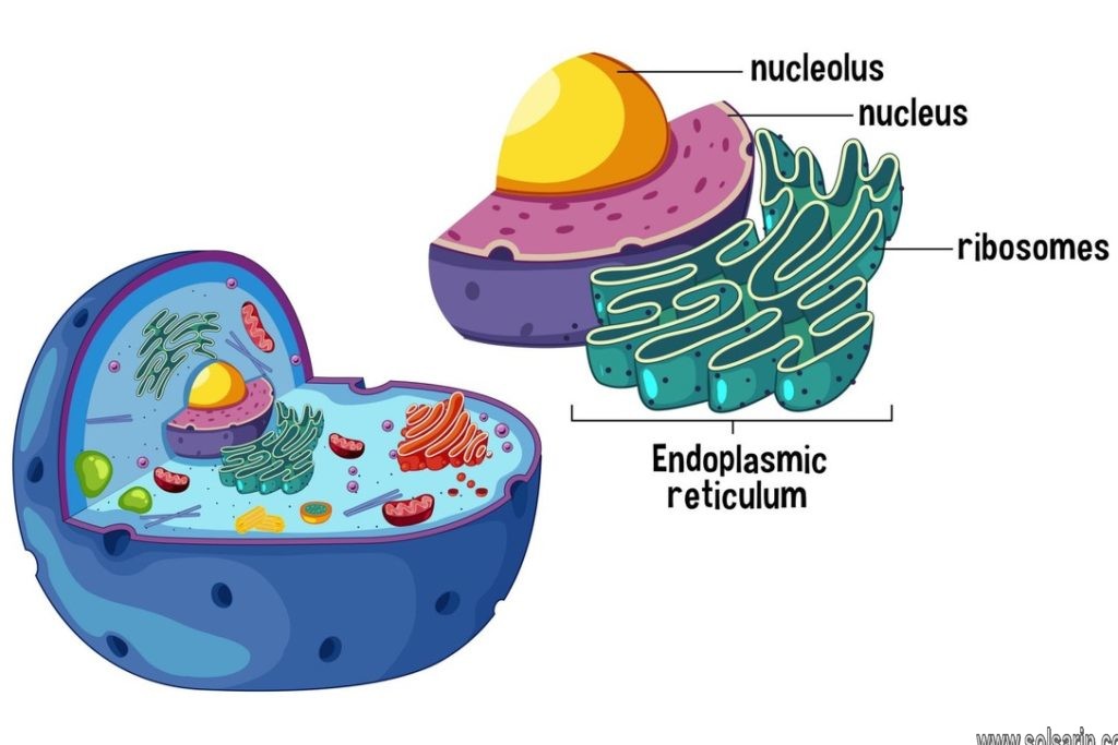 organelle responsible for protein synthesis