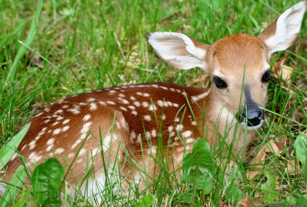 what is a baby red deer called