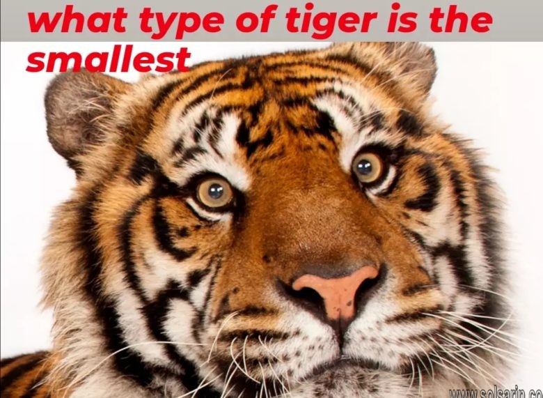what type of tiger is the smallest