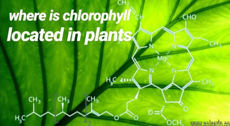 where is chlorophyll located in plants