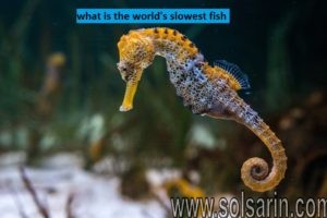 what is the world's slowest fish