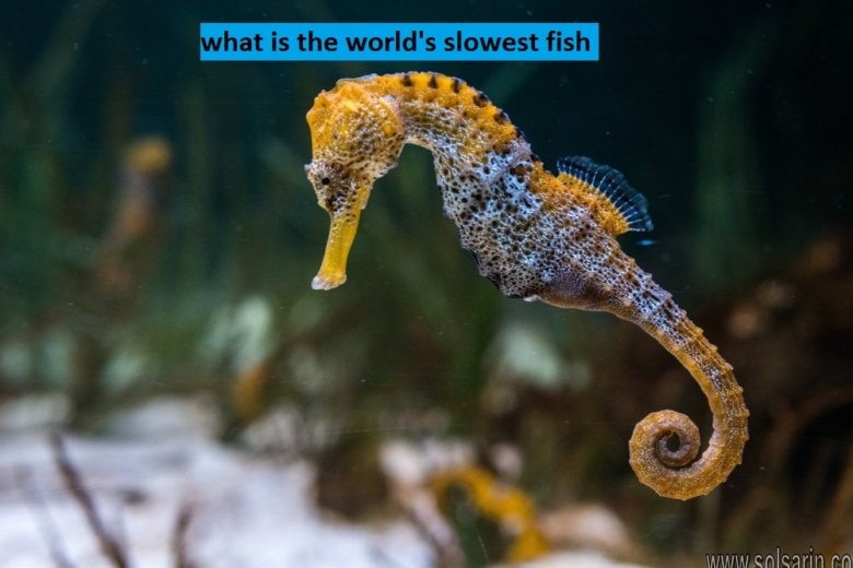 what is the world's slowest fish - solsarin