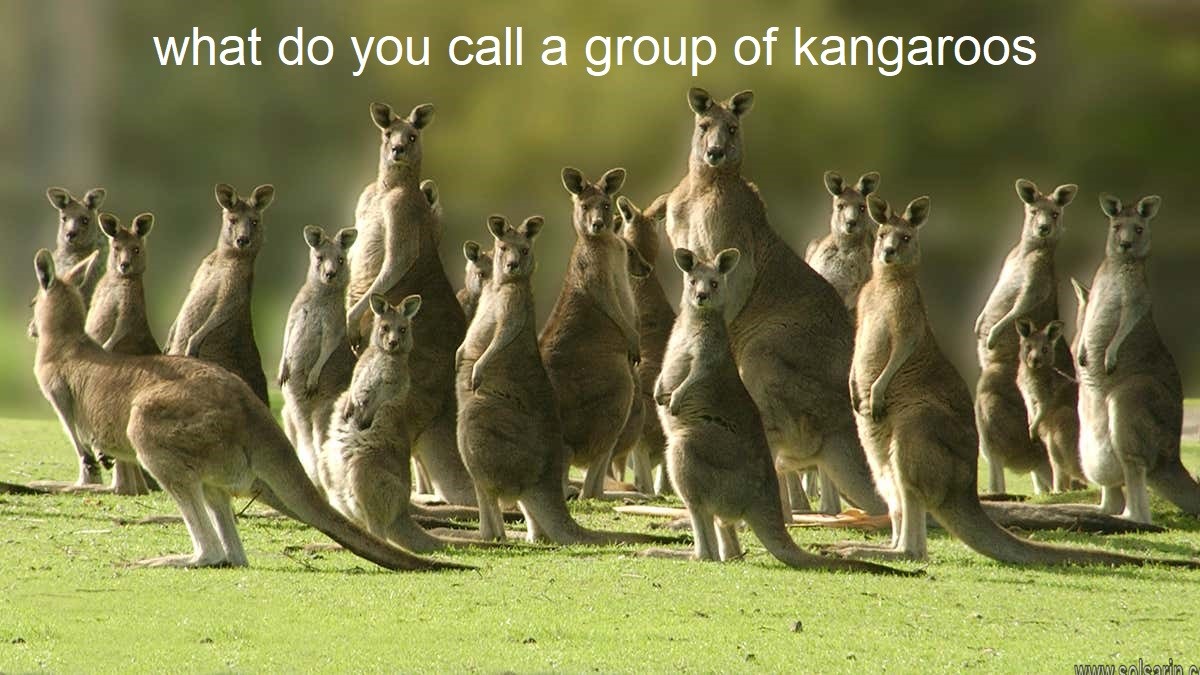 what do you call a group of kangaroos