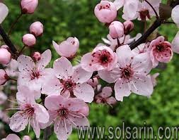 what does the plum blossom symbolize?