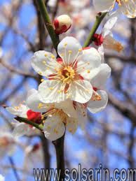 what does the plum blossom symbolize?