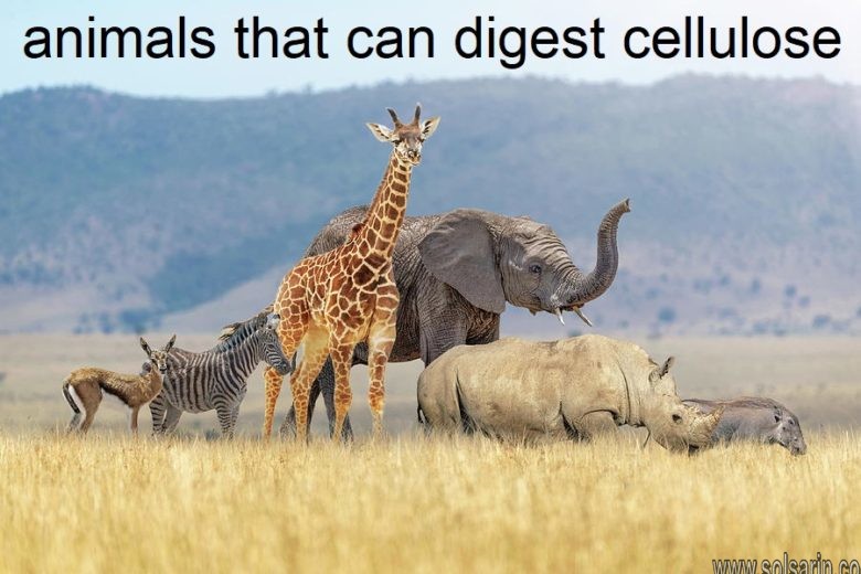 animals that can digest cellulose