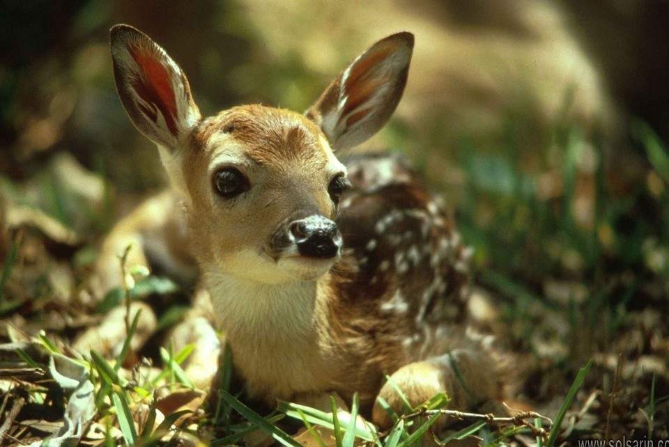 what is a baby red deer called