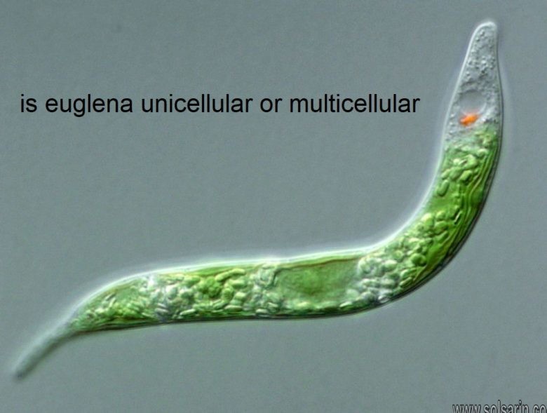 is euglena unicellular or multicellular