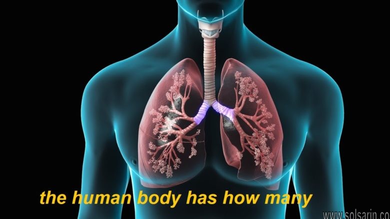the human body has how many lungs