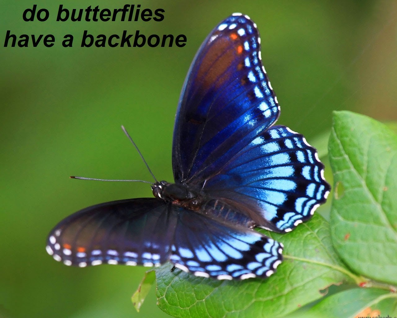 do butterflies have a backbone