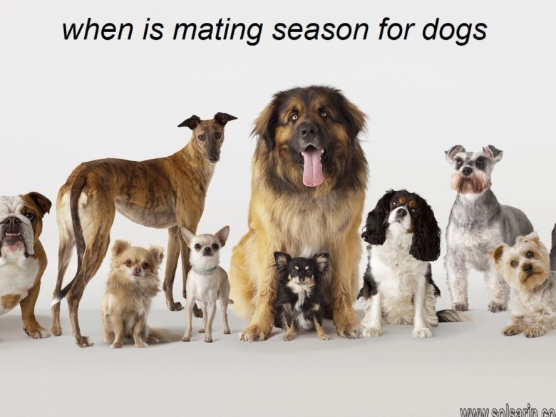 when is mating season for dogs
