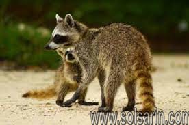 how many species of raccoons are there?