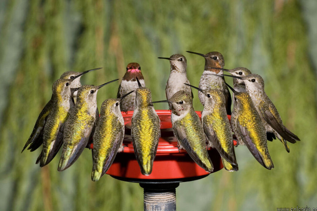 when do hummingbirds fly south for the winter