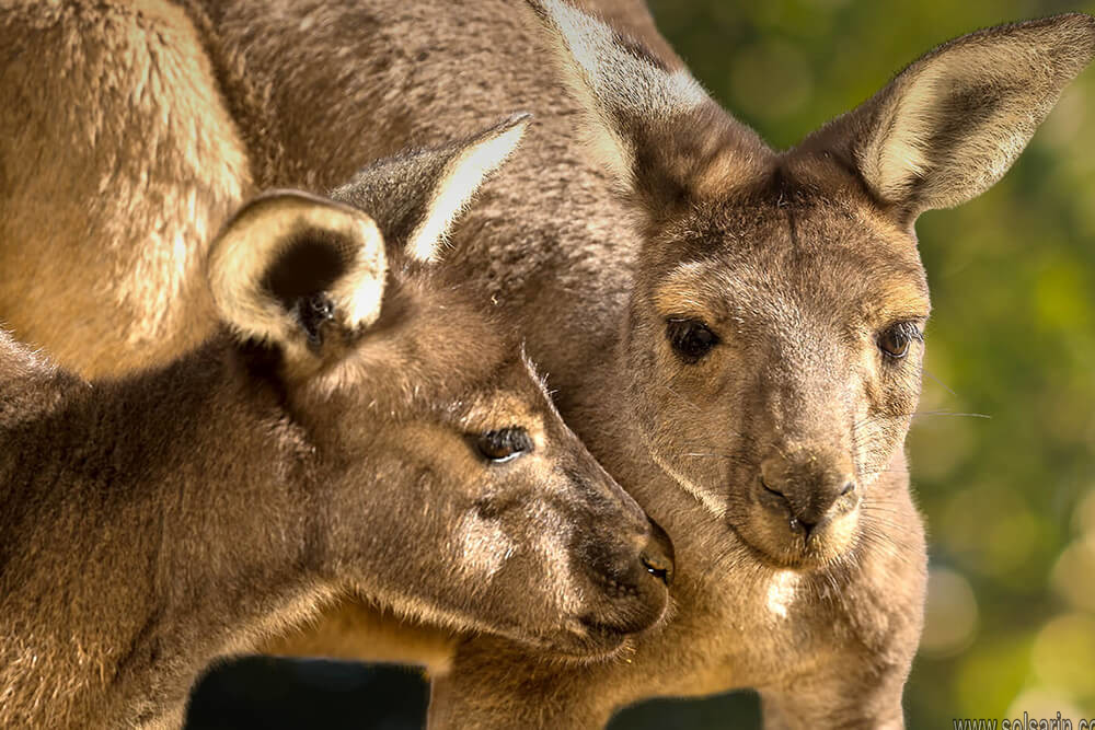 what do you call a group of kangaroos