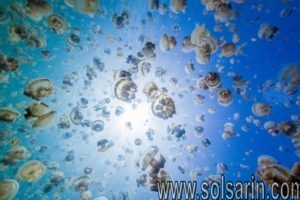 what is a group of jellyfish called?