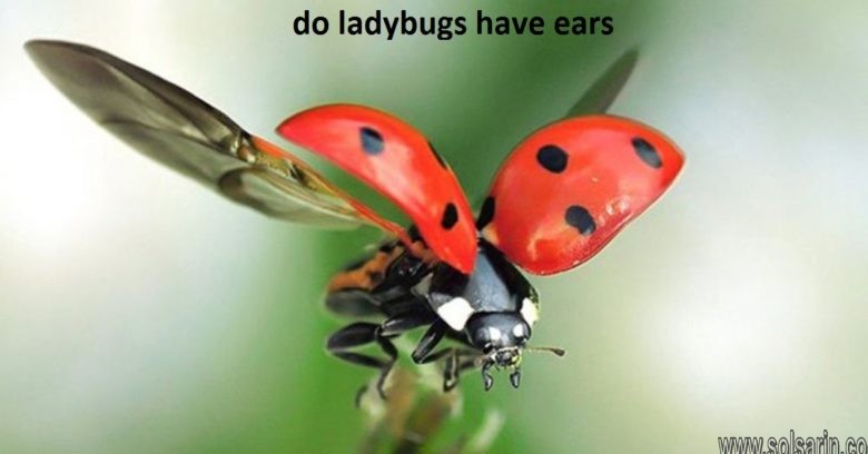 do ladybugs have ears