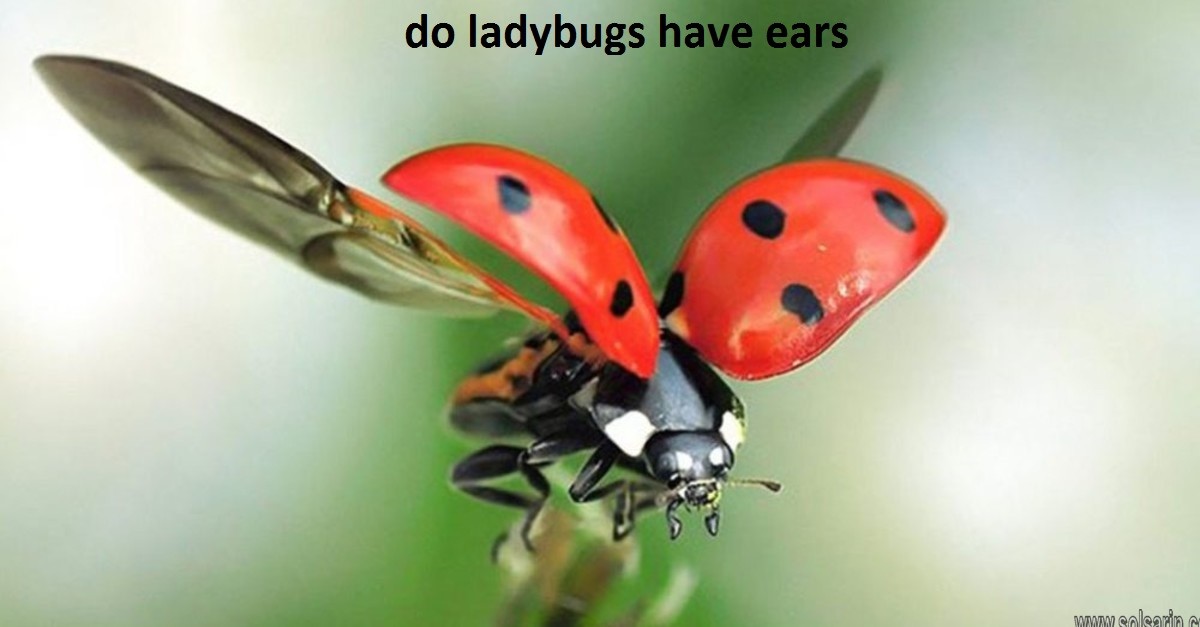 do ladybugs have ears