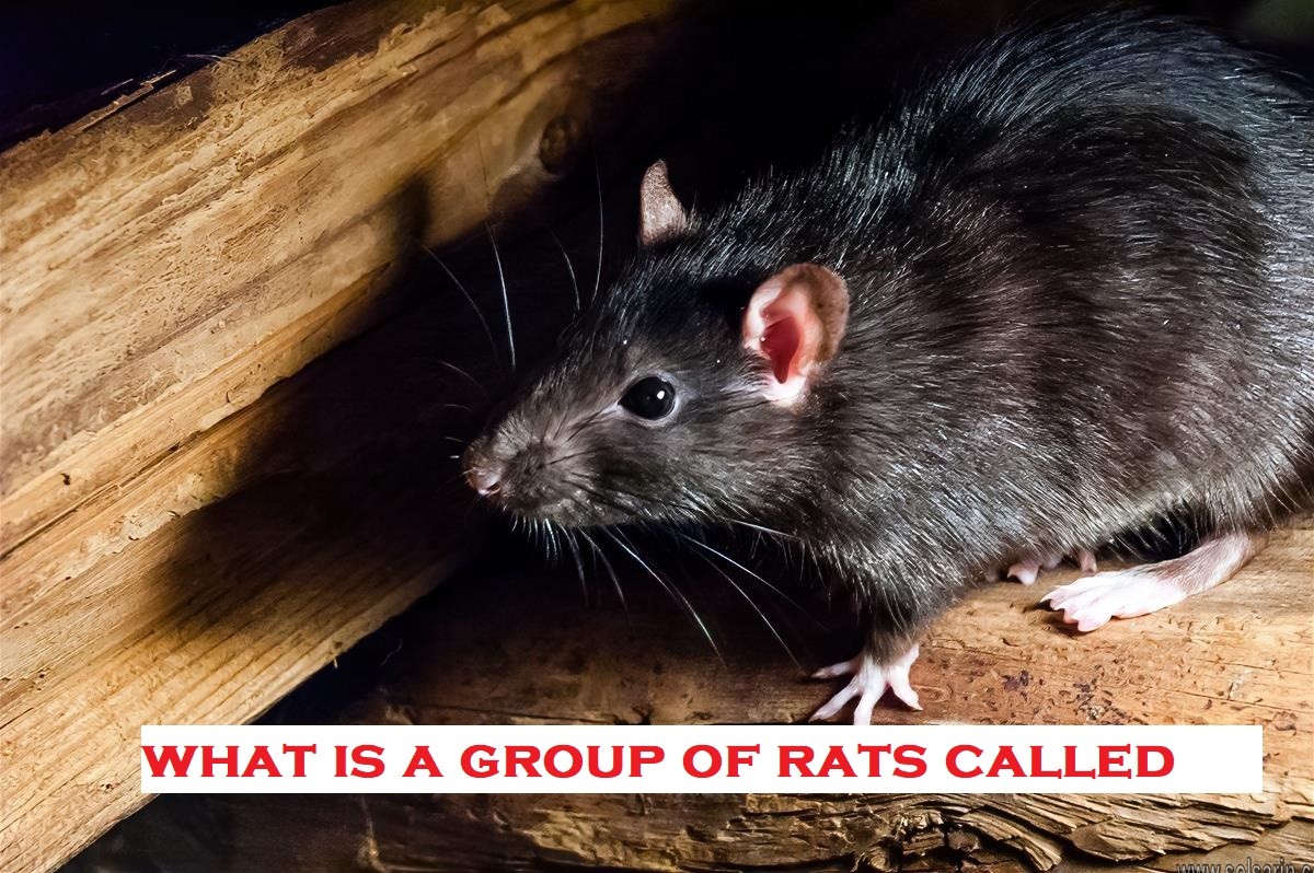 what is a group of rats called