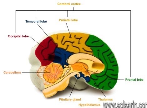 part of brain that controls language