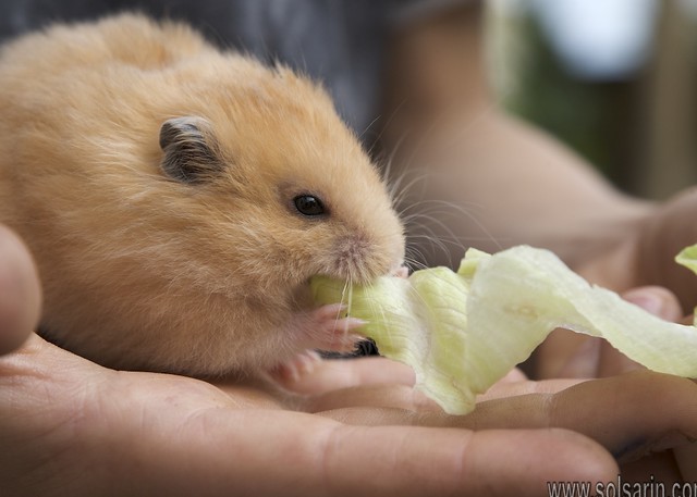 can hamsters eat romaine lettuce