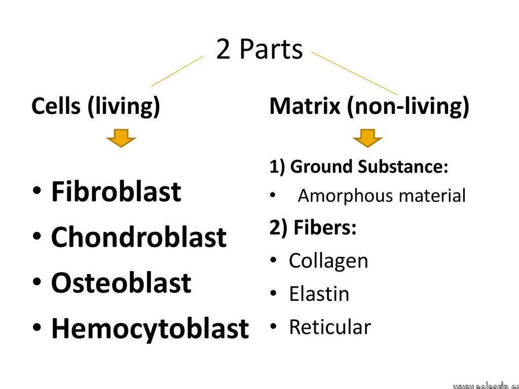 fibroblast vs chondroblast