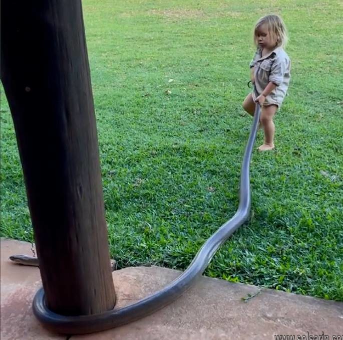 biggest snake in australia