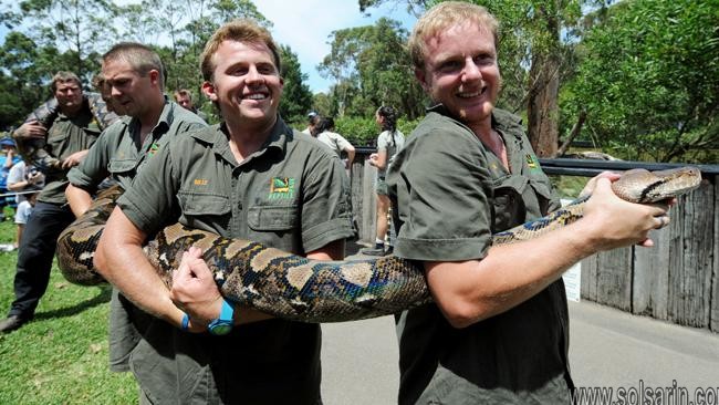 biggest snake in australia