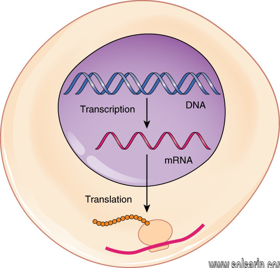 what is produced during transcription