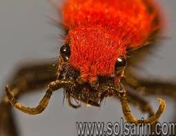 red and black fuy ant
