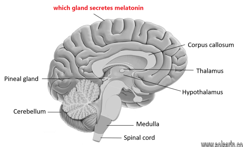 which gland secretes melatonin