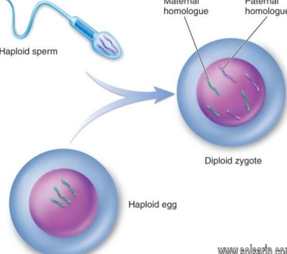 why are gametes haploid