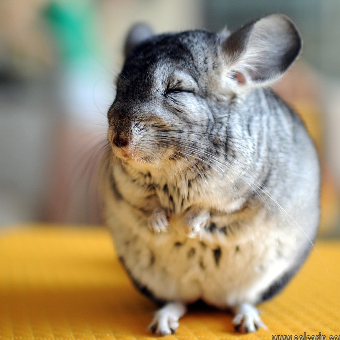 is a chinchilla a rodent