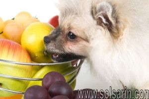 are figs bad for dogs