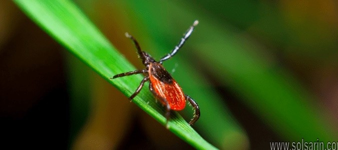can a tick survive without its head