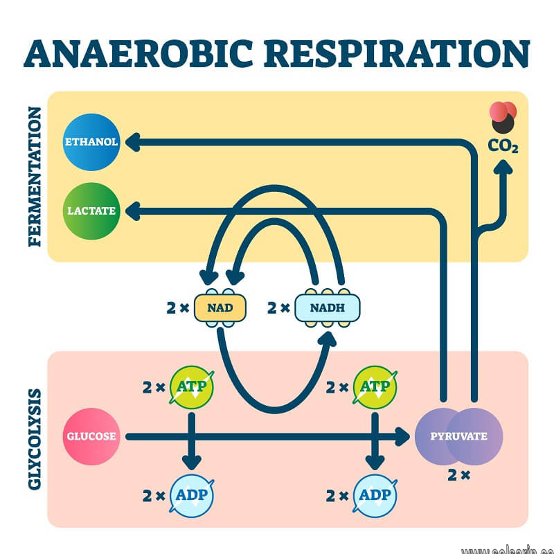 anaerobic respiration equation