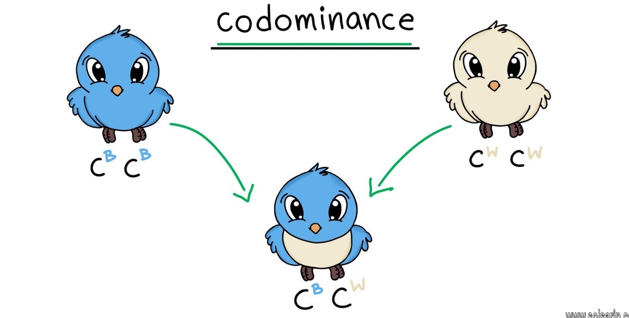 examples of codominance