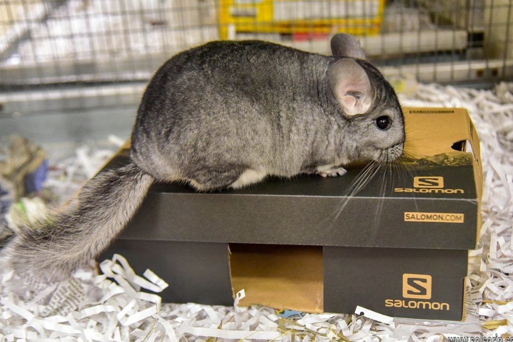 is a chinchilla a rodent