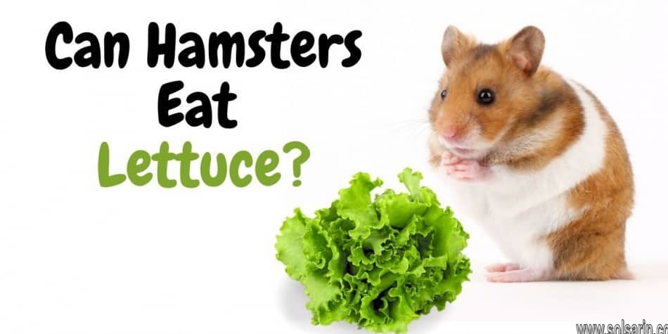 can hamsters eat romaine lettuce
