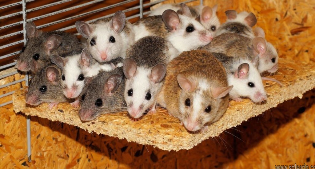 how many mice can a mouse have