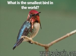 what is the smallest bird in the world?