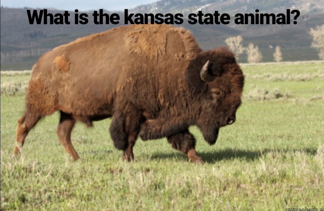 what is the kansas state animal