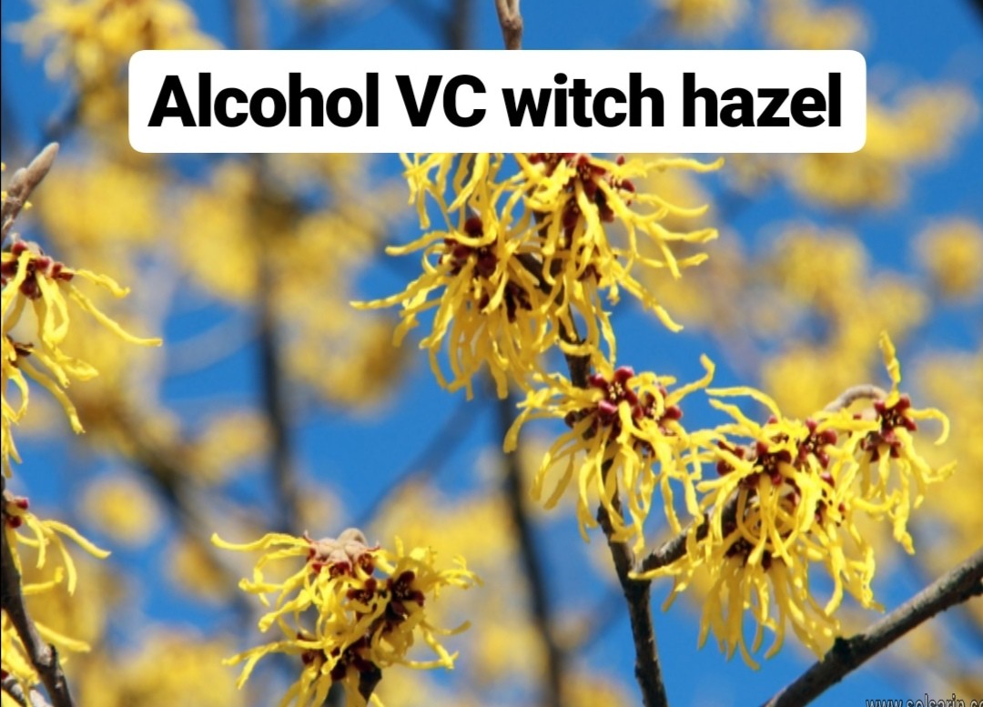 alcohol vs witch hazel