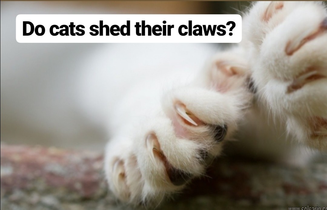 do cats shed their claws
