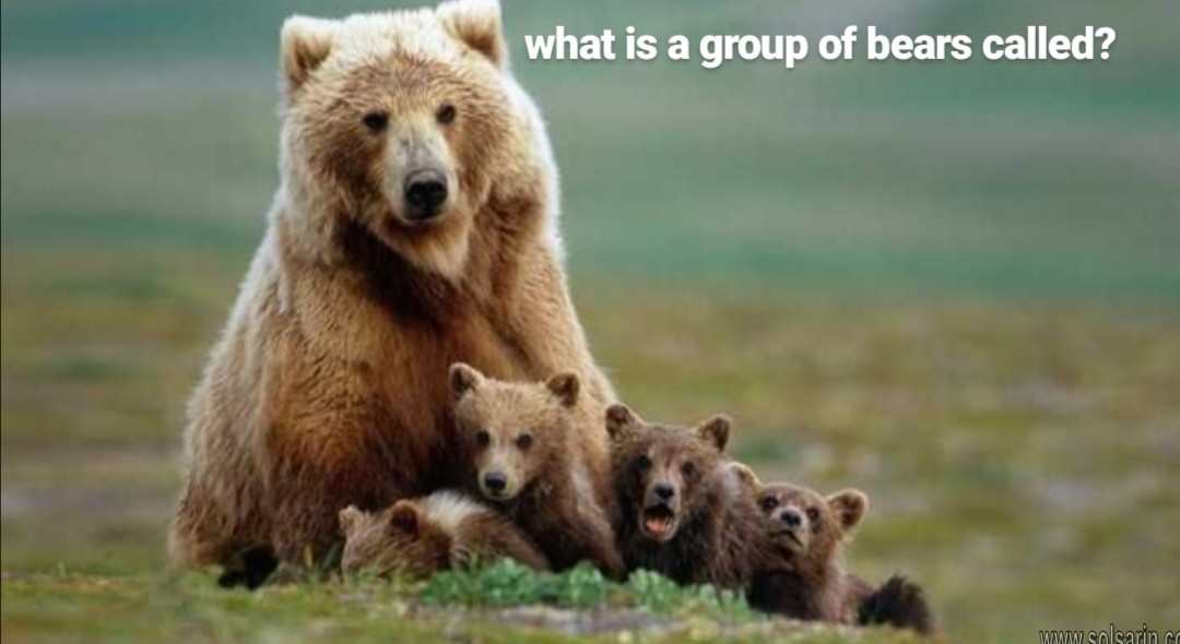 what is a group of bears called