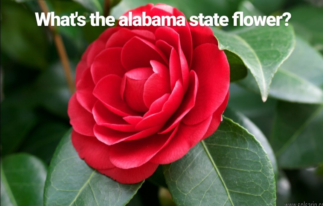 what's the alabama state flower?