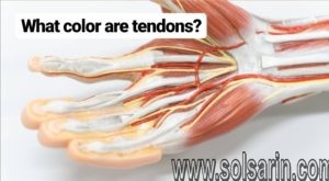 what color are tendons